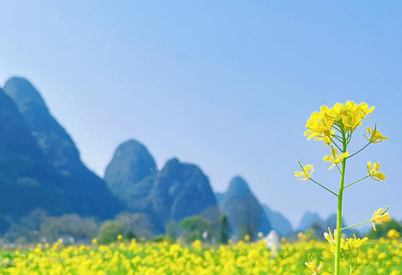 宜	春心理咨询师就业